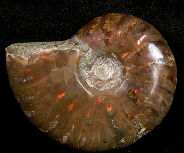 Flashy Red Iridescent Ammonite - Wide #10369